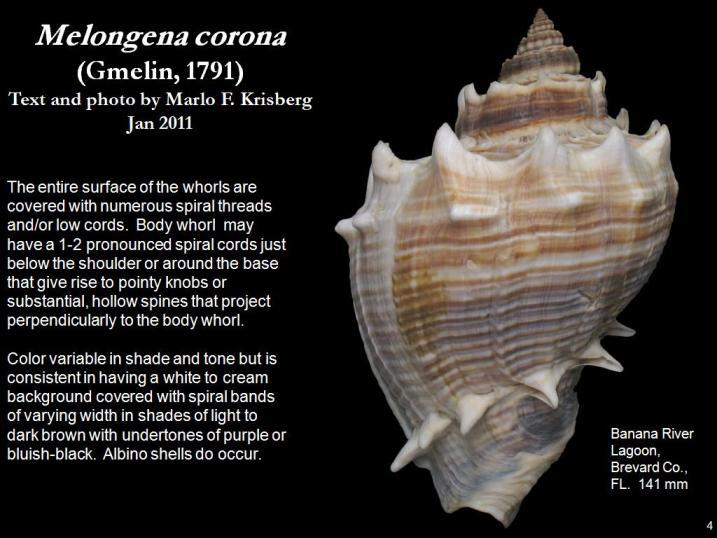 Image of American crown conch