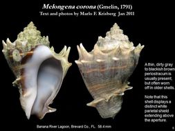 Image of American crown conch
