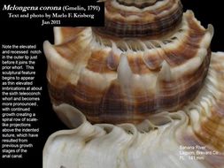 Image of American crown conch