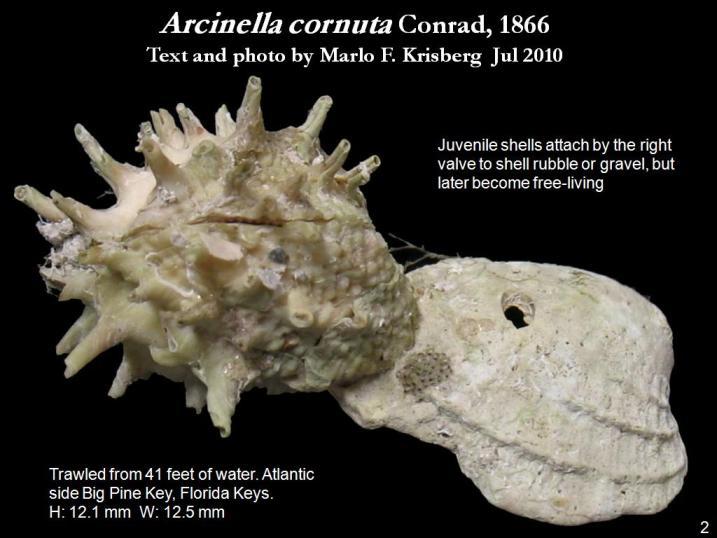 Image de Arcinella cornuta Conrad 1866