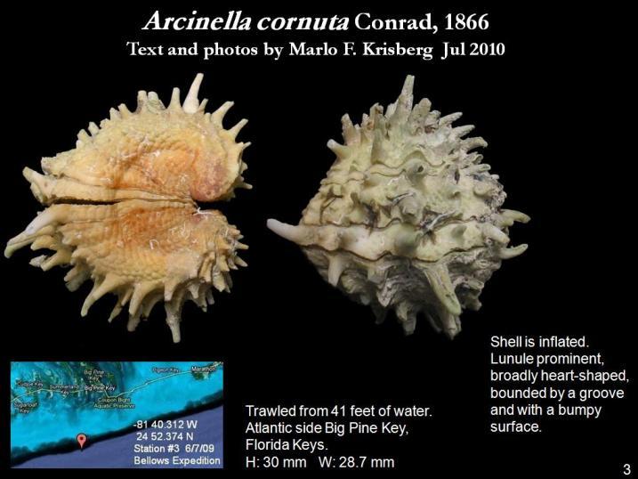 Image de Arcinella cornuta Conrad 1866