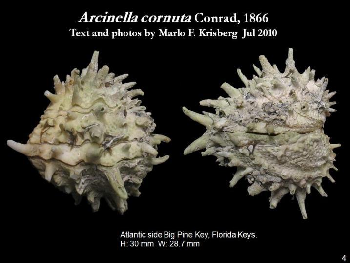 Image de Arcinella cornuta Conrad 1866