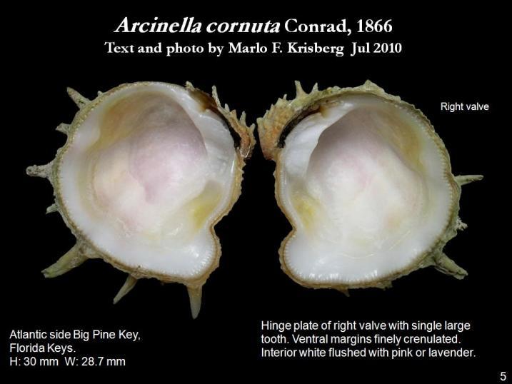 Image de Arcinella cornuta Conrad 1866