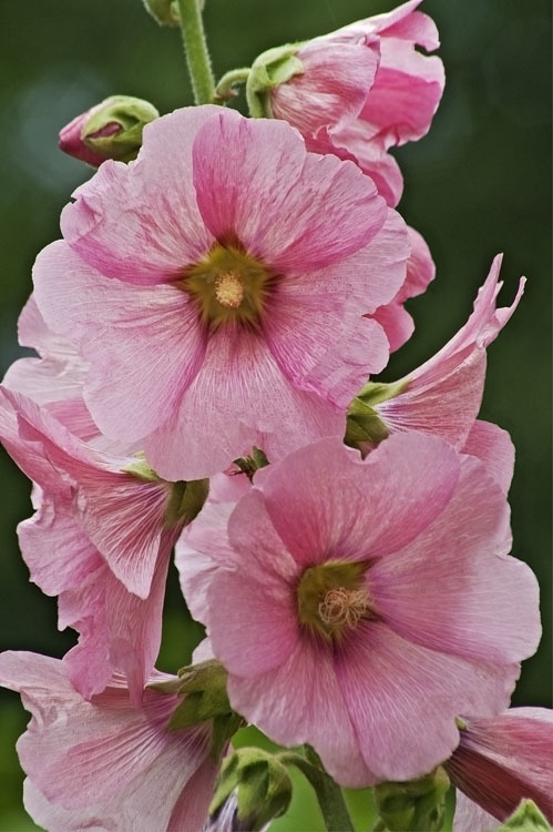 Image of hollyhock