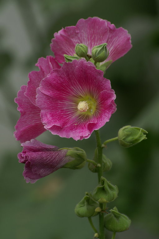 Image of hollyhock