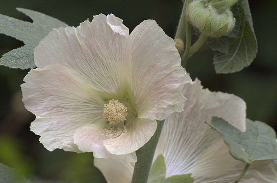 Image of hollyhock