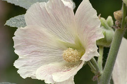 Image of hollyhock