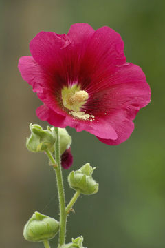 Image of hollyhock