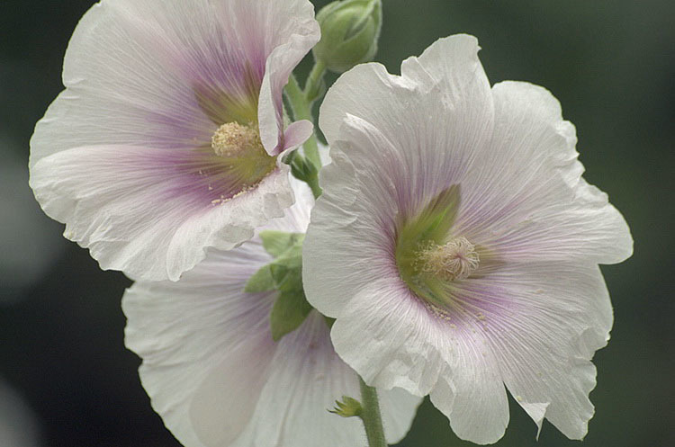 Image of hollyhock