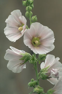 Image of hollyhock