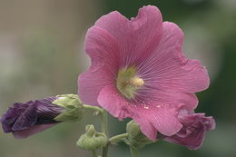 Image of hollyhock