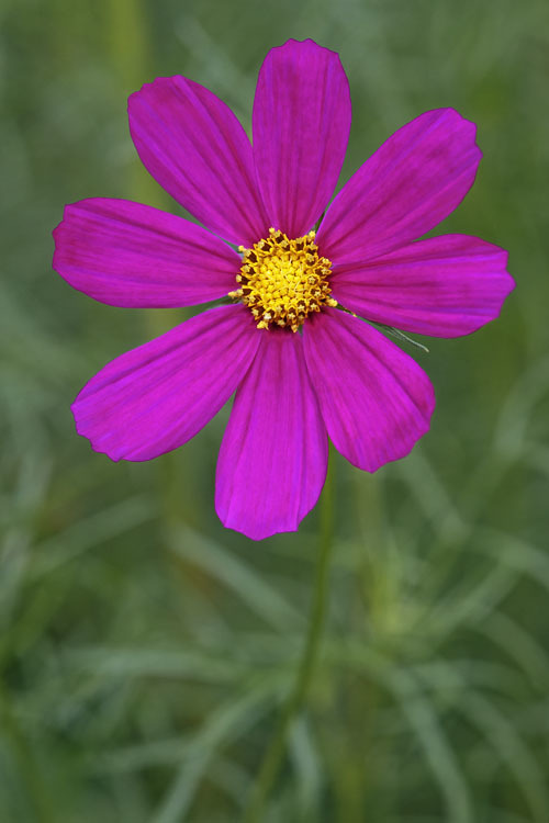 Image of garden cosmos