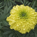 Image of French marigold