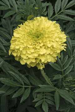 Image of French marigold