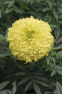 Image of French marigold