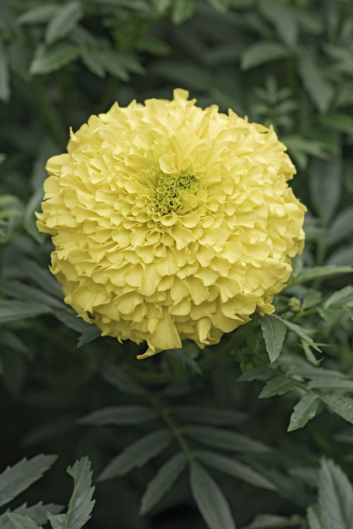 Tagetes erecta L. resmi