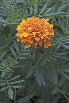 Image of <i>Tagetes patula</i>