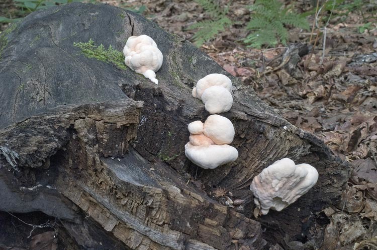 Image of Bracket Fungus