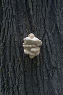 Image of Bracket Fungus