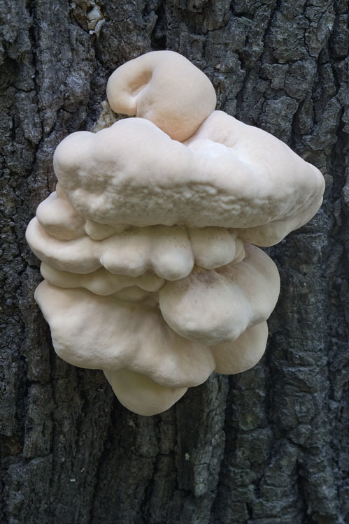 Image of Bracket Fungus