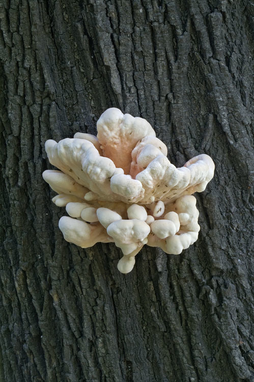 Image of Bracket Fungus