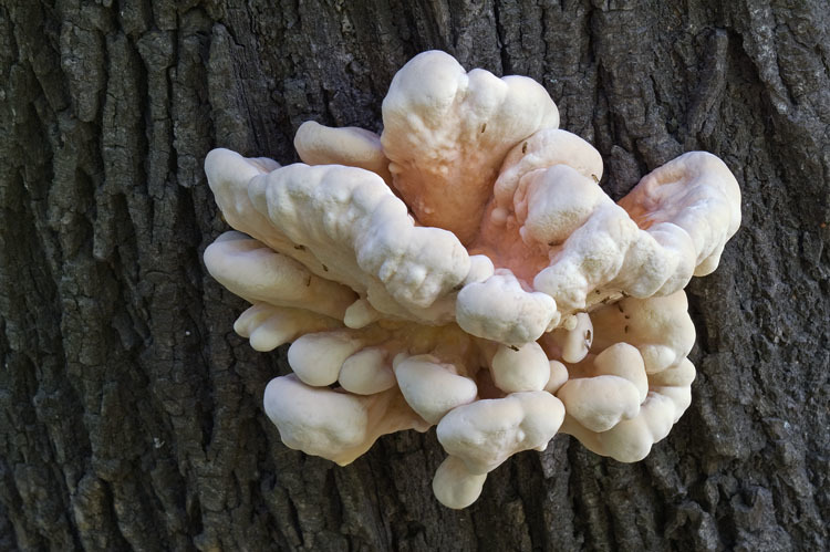 Image of Bracket Fungus