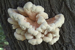 Image of Bracket Fungus