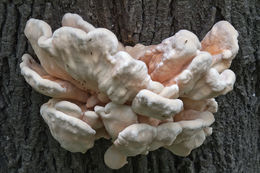 Image of Bracket Fungus