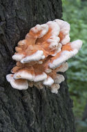 Image of Bracket Fungus