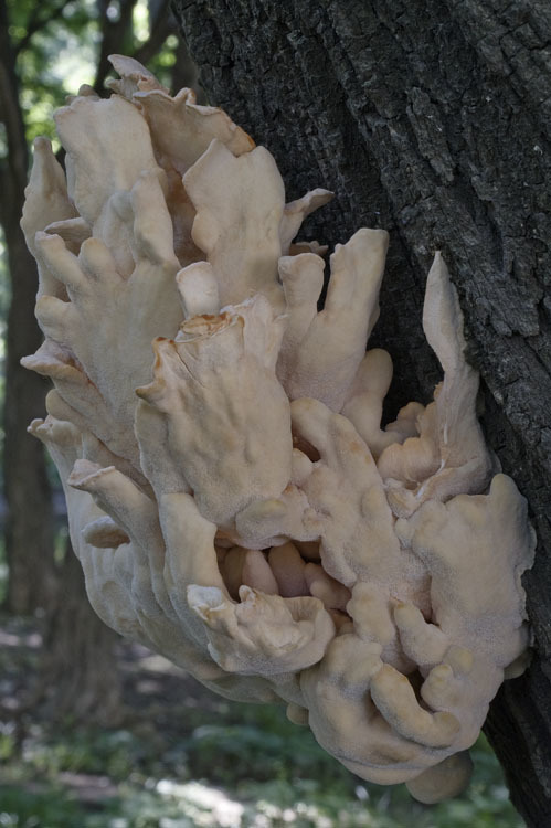 Image of Bracket Fungus