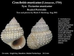 Image de Cenchritis muricatus (Linnaeus 1758)