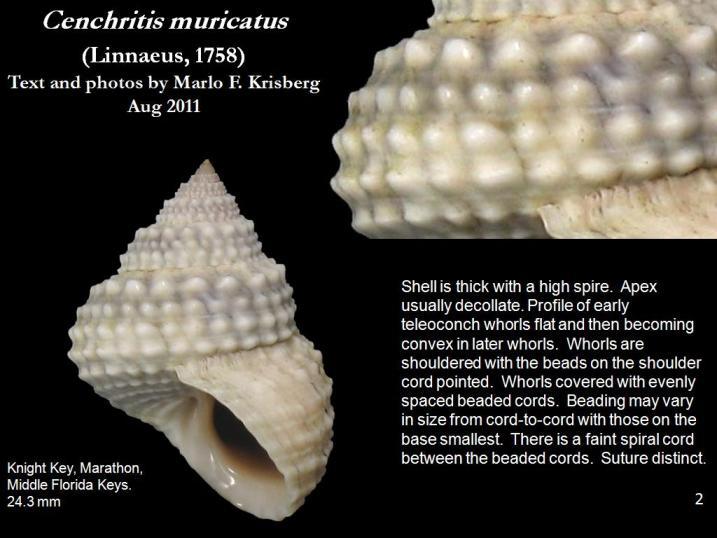 Image of Cenchritis muricatus (Linnaeus 1758)