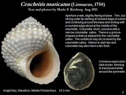 Image de Cenchritis muricatus (Linnaeus 1758)
