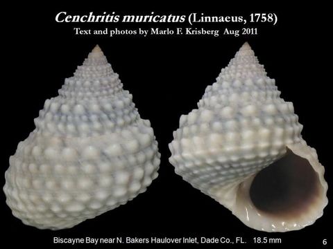 Image of Cenchritis muricatus (Linnaeus 1758)