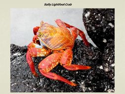 Image of Sally lightfoot crab