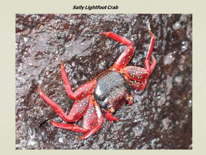 Image of Sally lightfoot crab