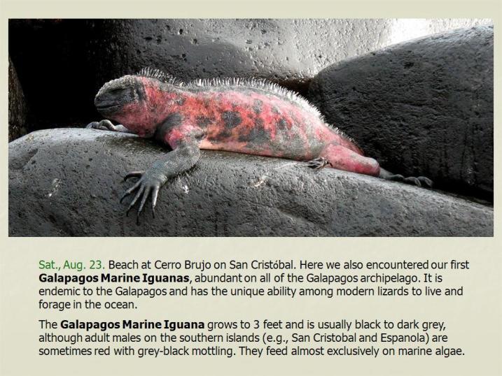 Image of Fernandina Marine Iguana