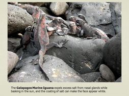 Image of Fernandina Marine Iguana