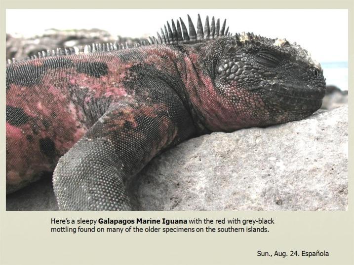 Image of Fernandina Marine Iguana