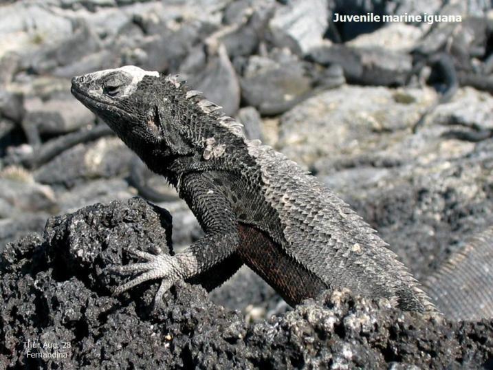 Image of Galapagos Lava Lizard