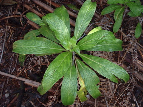 Image of <i>Broussaisia arguta</i>