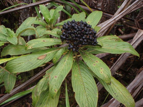 Image of <i>Broussaisia arguta</i>