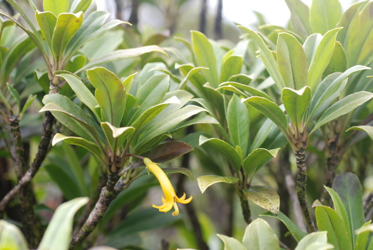 Image de Scaevola glabra Hook. & Arn.