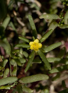 Image of silkcotton purslane