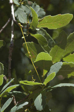 Image of Quercus perpallida Trel.