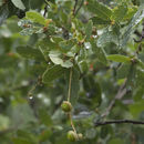 Image of Quercus perpallida Trel.