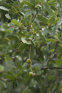 Imagem de Quercus perpallida Trel.