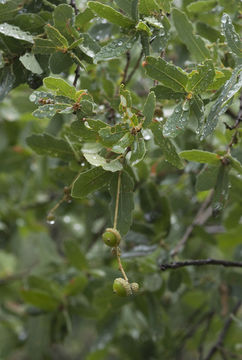 Imagem de Quercus perpallida Trel.