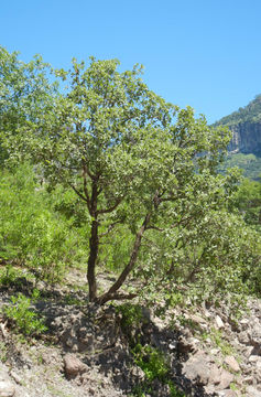 Image of Chihuahuan oak