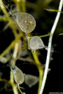 Image of Lesser Bladderwort